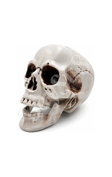 Halloween İskelet Kafa Beyaz Büyük 15 Cm Tüm Yaşlar Halloween İskelet Kafa Beyaz Büyük 15 Cm Tüm Yaşlar