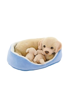 Sepette Yavrulu - Labrador Sepette Yavrulu - Labrador