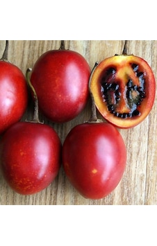 Tüplü 2 Yaş Tamarillo Domates Ağacı Fidanı 50-70 Cm Tüplü 2 Yaş Tamarillo Domates Ağacı Fidanı 50-70 Cm