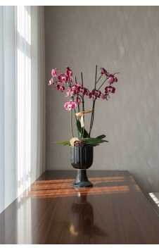 Phalaenopsis 4 Dallı Orkide Alacalı Mor Renkli Aranjman Phalaenopsis 4 Dallı Orkide Alacalı Mor Renkli Aranjman