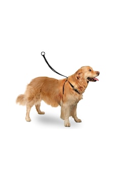 Karlıe - 419 - Easy Walker Göğüs Tasma 40 58 - Csmo-tex - Cm Large Çok Renkli Karlıe - 419 - Easy Walker Göğüs Tasma 40 58 - Csmo-tex - Cm Large Çok Renkli