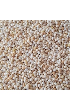 Ak Darı Muhabbet Kuşu Yemi 1 KG Ak Darı Muhabbet Kuşu Yemi 1 KG
