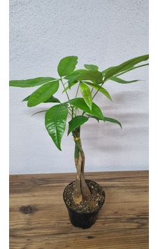 Para Çiçegi