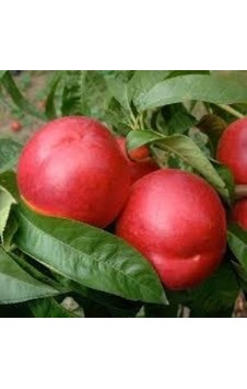 Tüplü Yarı Bodur Double Kırmızı Nektarin Fidanı Tüplü Yarı Bodur Double Kırmızı Nektarin Fidanı