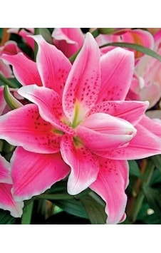 3 Adet Lilyum Zambak Çiçeği Soğanı Kokulu Parlak Pembe 3 Adet Lilyum Zambak Çiçeği Soğanı Kokulu Parlak Pembe
