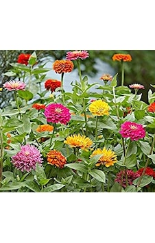 Fidanistanul Zinnia Karışık Renk Çiçek Tohumu 150 Adet