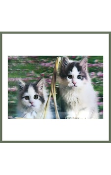 Bezos 3 Boyutlu Resim Sevimli Kediler İkili Kedi Resmi Tablosu 40x60 Cm Bezos1 Bezos 3 Boyutlu Resim Sevimli Kediler İkili Kedi Resmi Tablosu 40x60 Cm Bezos1