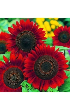 Tohumculuk Alev Kırmızı Ayçiçeği Red Sunflower Tohumu 5 Adet Tohumculuk Alev Kırmızı Ayçiçeği Red Sunflower Tohumu 5 Adet