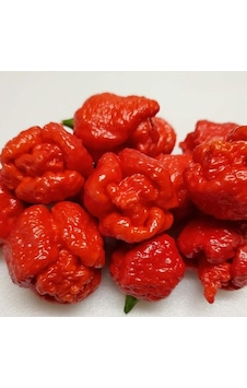 Trinidad Moruga Scorpion Akrep Biber Tohumu Dünyanın En Acı 2. Biberi Tohumu 4 Tohum Trinidad Moruga Scorpion Akrep Biber Tohumu Dünyanın En Acı 2. Biberi Tohumu 4 Tohum