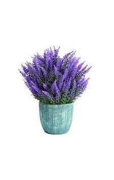 Paket Lavanta Çiçeği Tohumu 700 Tohum + Tohum