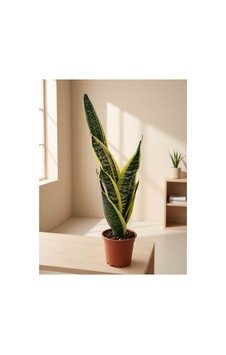 Paşa Kılıcı Sansevieria Laurentii 55-60cm Paşa Kılıcı Sansevieria Laurentii 55-60cm