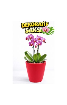 Dekoratif Saksı 12,5 Cm Canlı Kırmızı Renk 1,25 Litre Orkide Ve Salon Bitkileri İçin Dekoratif Saksı 12,5 Cm Canlı Kırmızı Renk 1,25 Litre Orkide Ve Salon Bitkileri İçin