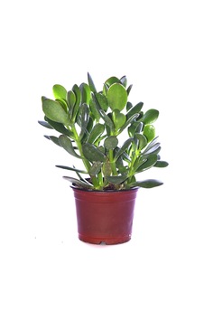 Serada Decor Plant Bonsai Crassula Ovata Para Ağacı Yeşim 10cm Saksıda Büyük Boy Serada Decor Plant Bonsai Crassula Ovata Para Ağacı Yeşim 10cm Saksıda Büyük Boy