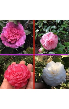 Tüplü Mixed Kamelya Fidanı 10-20 Cm 2 Adet Tüplü Mixed Kamelya Fidanı 10-20 Cm 2 Adet