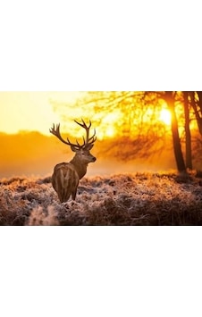 Maxi Poster Golden Stag Maxi Poster Golden Stag