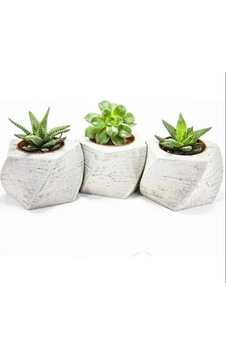 3'lü Beton Saksılı Hediye Sukulent Set 3'lü Beton Saksılı Hediye Sukulent Set