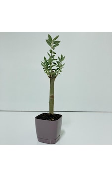 Mor Lüx Saksıda Minyatür Bonsai Zeytin Fidanı Mor Lüx Saksıda Minyatür Bonsai Zeytin Fidanı