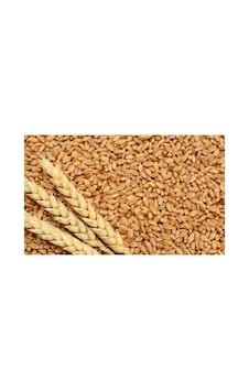 İşlenmemiş Buğday 1 Kg Topraktan Halka