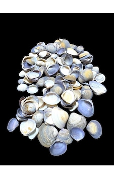 Deniz Kabukları 100 Gr No-14-caycaypurple