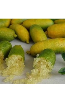 Finger Lime Sunshıne Yellow Bize Özel Sınırlı Stok Finger Lime Sunshıne Yellow Bize Özel Sınırlı Stok