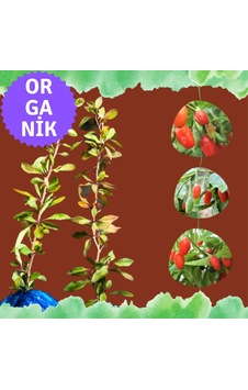 Organik Goji Berry Fidanı Kurtüzümü 2adet- Sarmaşık Türü Organik Goji Berry Fidanı Kurtüzümü 2adet- Sarmaşık Türü