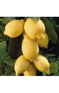 Tüplü Bodur Saksılık Kara Limon Fidanı Tüplü Bodur Saksılık Kara Limon Fidanı