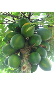 2 YAŞ TÜPLÜ CARACİA PAPAYA MEYVE FİDANI 100-130 CM 2 YAŞ TÜPLÜ CARACİA PAPAYA MEYVE FİDANI 100-130 CM