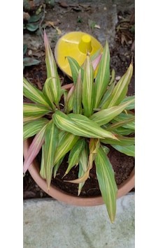 Cordyline Fruticosa Saksılı Salon Bitkisi Cordyline Fruticosa Saksılı Salon Bitkisi