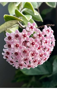 Pembe-kırmızı Yıldız Çiçekli Hoya Carnosa Mum Çiçeği Fidanı Pembe-kırmızı Yıldız Çiçekli Hoya Carnosa Mum Çiçeği Fidanı