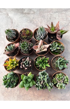 Karışık Haworthia Set 16lı Karışık Haworthia Set 16lı