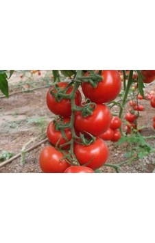 Domates Hibrit Salkım Domates 44 F1-10 Adet Tohumluk Standart Domates Hibrit Salkım Domates 44 F1-10 Adet Tohumluk Standart