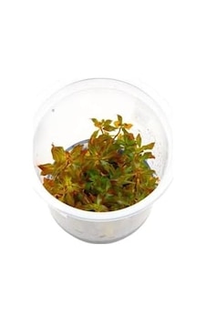 Ludwigia Mini Super Red In 200cc Canlı Bitki Ludwigia Mini Super Red In 200cc Canlı Bitki