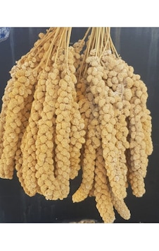 Sarı Dal Darı 250 Gr Sarı Dal Darı Sarı Daldarı 250 Gr Diğer Sarı Dal Darı 250 Gr Sarı Dal Darı Sarı Daldarı 250 Gr Diğer