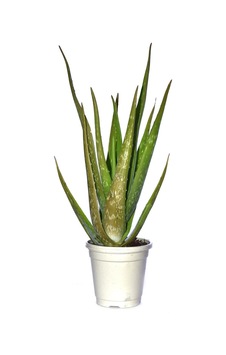 Tıbbi Aloevera Bitkisi Fidanı +4 Yaş Yetişkin Saksılı Şifalı Aloe Vera 50-60 Cm Tıbbi Aloevera Bitkisi Fidanı +4 Yaş Yetişkin Saksılı Şifalı Aloe Vera 50-60 Cm
