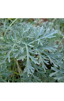 Pelin Otu Artemisia Absinthium Tohumu 50 Tohum