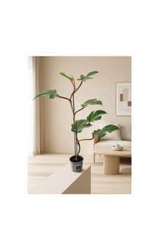 Philodendron Squamiferum Tüylü Saplı Filodendron 80-85cm Philodendron Squamiferum Tüylü Saplı Filodendron 80-85cm