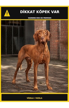 Dikkat Köpek Var Vizsla Görselli Pvc Uyarı Levhası 50x70cm Dikkat Köpek Var Vizsla Görselli Pvc Uyarı Levhası 50x70cm