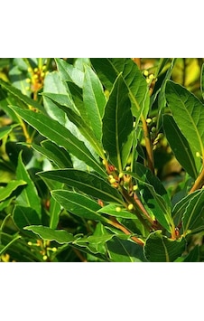 2 Yaş Defne Fidanı 'laurus Nobilis' 2 Yaş Defne Fidanı 'laurus Nobilis'