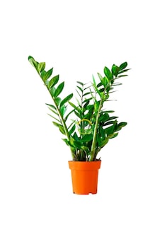 Zamioculcas Zamifolia Zamia Çiçeği 60-70cm