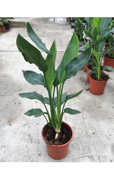 Strelitzia Reginae - Starliçya Cennet Kuşu - Ev Ve Ofis Bitkisi Strelitzia Reginae - Starliçya Cennet Kuşu - Ev Ve Ofis Bitkisi