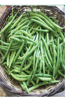 Yerli Eymen Oturak Fasulye Tohumu 100 GR Yerli Eymen Oturak Fasulye Tohumu 100 GR
