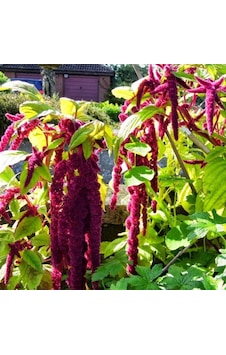 Sarkan Kırmızı Amaranthus Horoz İbiği Çiçeği Tohumu 100 Tohum Sarkan Kırmızı Amaranthus Horoz İbiği Çiçeği Tohumu 100 Tohum