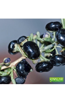 Siyah Goji Berry Dikensiz Fidan Siyah Goji Berry Dikensiz Fidan