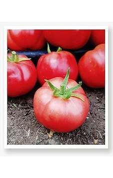 Agrodal Tarım Ata Tohumu Yerli Pembe Köy Domatesi 100 Adet Tohum Sku: Smgstkbc1dee6e6a Açık Gri Agrodal Tarım Ata Tohumu Yerli Pembe Köy Domatesi 100 Adet Tohum Sku: Smgstkbc1dee6e6a Açık Gri