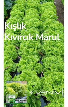 4000 Adet Kışlık Kıvırcık Marul Tohumu- 2 Paket 4000 Adet Kışlık Kıvırcık Marul Tohumu- 2 Paket