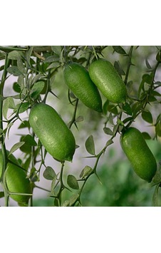 Finger Lime Parmak Limon Fidanı, +100 Cm, 3 Yaş
