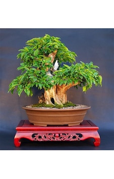 Bodur Bonsai Kızılcık Ağacı Tohumu 5 Tohum+Saksı+Toprak+ To Bodur Bonsai Kızılcık Ağacı Tohumu 5 Tohum+Saksı+Toprak+ To
