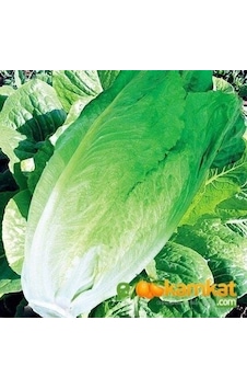 Marul Tohumu Yedikule Kışlık 10 Gr Paket 1 Paket Marul Tohumu Yedikule Kışlık 10 Gr Paket 1 Paket