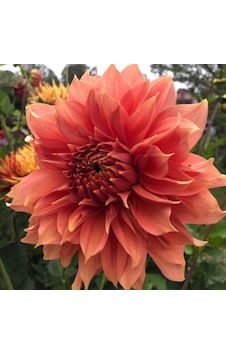 Özel Somon Renk Fairway Spur Dahlia Yıldız Çiçeği Yumrusu 1 Adet Özel Somon Renk Fairway Spur Dahlia Yıldız Çiçeği Yumrusu 1 Adet