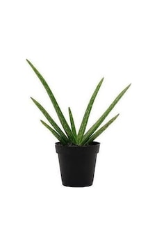 2 Yaş Aloevera Fidanı. Torbalı ve Tüketime Uygun 2 Yaş Aloevera Fidanı. Torbalı ve Tüketime Uygun